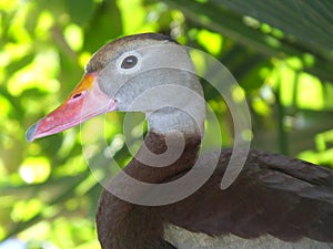 Black-bellied Whistling Duck Dendrocygna autumnalis