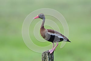 Black-bellied Whistling duck Dendrocygna autumnalis on afence