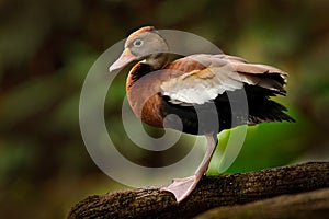 Black-bellied Whistling-Duck, Dendrocygna autumnalis, brown bird in the nature habitat, Costa Rica. Duck sitting on the branch. photo