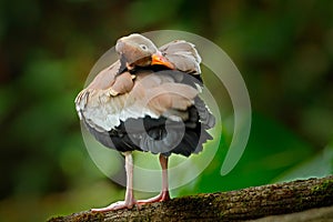 Black-bellied Whistling-Duck, Dendrocygna autumnalis, brown bird in the nature habitat, Costa Rica. Duck sitting on the branch. photo