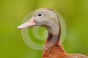 Black-bellied Whistling-Duck, Dendrocygna autumnalis, brown bird in the water march, animal in the nature habitat, Costa Rica.