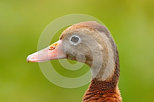 Black-bellied Whistling-Duck, Dendrocygna autumnalis, brown bird in the water march, animal in the nature habitat, Costa Rica.