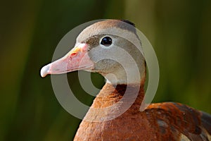 Black-bellied Whistling-Duck, Dendrocygna autumnalis, brown birds in the water march, animal in the nature habitat, Costa Rica. Du
