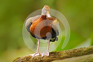 Black-bellied Whistling-Duck, Dendrocygna autumnalis, fbrown birds in the water march, animal in the nature habitat, Costa Rica. D photo