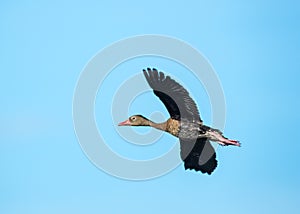 A Black-bellied Whistling duck, Dendrocygna autumnalis, in flight