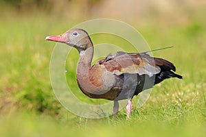 Black-bellied whistling duck, Dendrocygna autumnalis, foraging