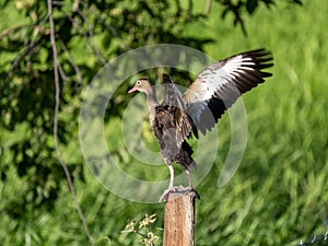 The Black-bellied whistling duck, Dendrocygna autumnalis, sits on a tree trunk with outstretched wings. Colombia