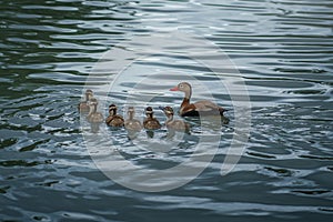 Black-bellied Whistling Duck Family with ducklings