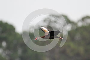 Black Bellied Whistling Duck in Flight