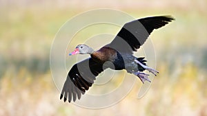 Black bellied whistling duck in flight