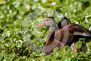 Black-bellied Whistling-Duck in the green swamp at day