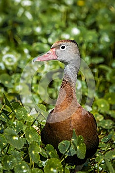 Black-bellied Whistling-Duck in the green swamp at day