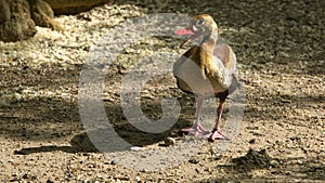 Black-bellied Whistling-duck with open beak