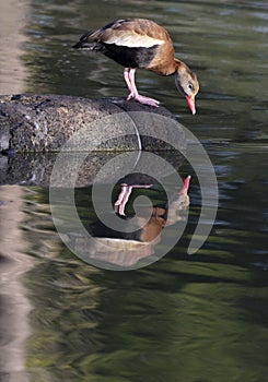 Black bellied whistling duck peers at own reflection
