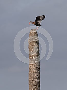 Black bellied whistling duck perched on piling