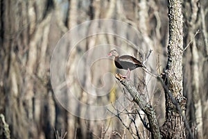 Black-bellied whistling duck perching on tree branch