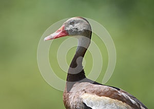 Black Bellied Whistling Duck, Phinizy Swamp Nature Park; Richmond County, Georgia birding