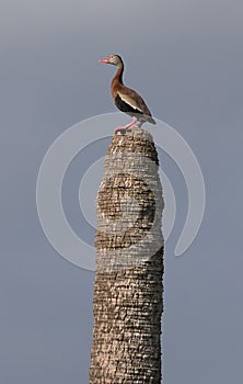 Black bellied whistling duck on piling