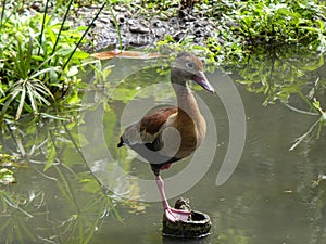 Black-bellied whistling duck in a pond with water and plants background