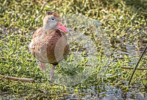 Black-bellied Whistling Duck resting in the wetlands in the Everglades National Park in Florida, USA