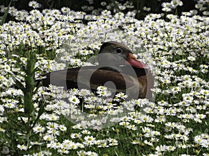 A black bellied whistling duck sitting in daisies