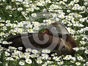 A black bellied whistling duck sleeping in daisies