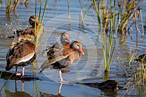 Black-bellied Whistling duck in south Texas