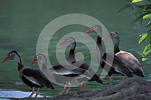 Black-bellied whistling duck, Trinidad