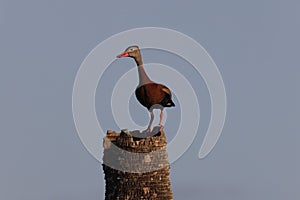 Black-Bellied Whistling Duck -Viera Wetlands  Florida USA