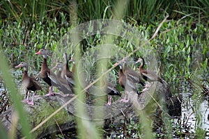 Black-Bellied Whistling-Duck at Wetlands