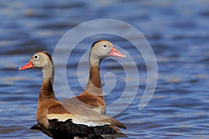 Black-bellied Whistling Ducks  826142