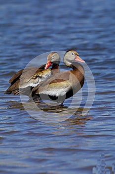 Black-bellied Whistling Ducks  826179