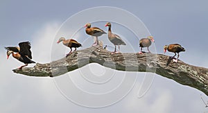 Black-bellied whistling ducks (Dendrocygna autumnalis) in a tree.