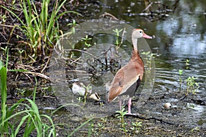 black-bellied whistling ducks and ducklings in the lake