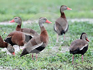 Black-bellied Whistling Ducks in a Field