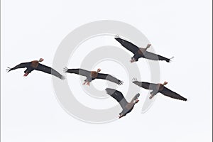 Black-bellied Whistling Ducks in Flight