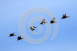 Black Bellied Whistling Ducks in Flight