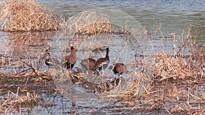 Black bellied whistling ducks in a swamp