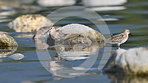 Black belly sandpiper, migratory waders, pausing on the river in search of food