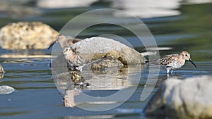Black belly sandpiper, migratory waders, pausing on the river in search of food photo