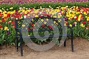Black Bench with Tulips