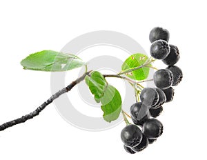 black berries