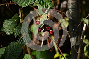 Black Berries in Autumn in the Heath Lueneburger Heide, Walsrode, Lower Saxony