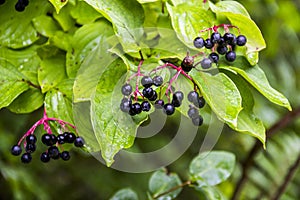 A black berries of bloody dogwood Cornus sanguinea