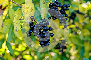 Black berries on bush of wild privet Ligustrum vulgare, also sometimes known as common privet or European privet