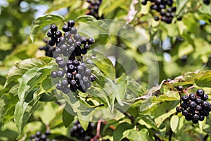 Black berries of common dogwood