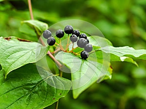 Black berries and leaves of common dogwood, Cornus sanguinea