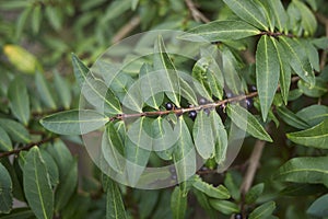 Black berries of Lonicera pileata shrub