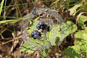 Black berries ripen on bushes in the forest