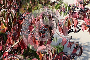 Black berries ripen on bushes in the forest